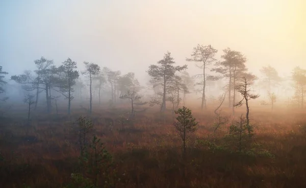 Tourbière Dans Une Brume Matinale Lever Soleil Jeunes Pins Couverture — Photo