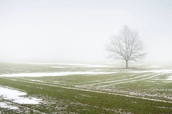 Campo Campo Carvalho Solitário Sem Folhas Contra Céu Sombrio Uma — Fotografia de Stock