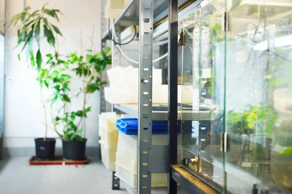 Insectarium Zoo Laboratory Terrarium Shelves Special Equipment Close Research Education — Stock Photo, Image