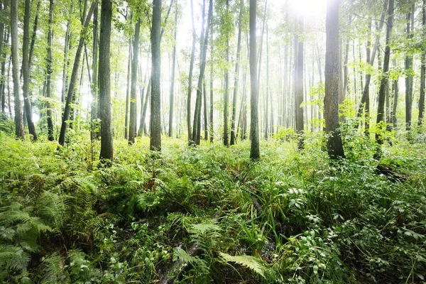 Bosque Pantanoso Caducifolio Musgo Helecho Plantas Primer Plano Rayos Solares — Foto de Stock