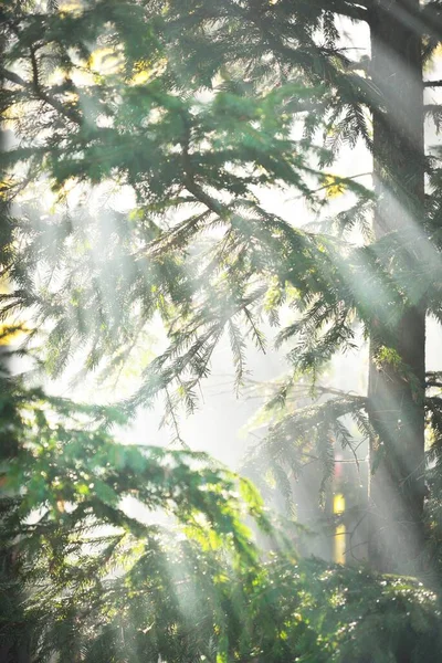 햇빛이 상록수와 전나무 가지들 사이를 흐르고 있습니다 아침입니다 배경에는 황금빛 — 스톡 사진