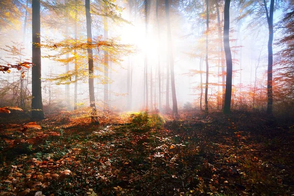 Faggi Colorati Sulla Collina Muschiata Tronchi Primo Piano Pavimento Forestale — Foto Stock