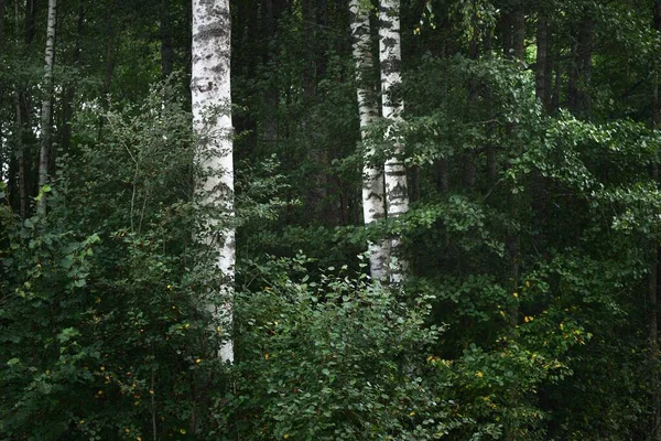 緑の落葉樹林の白樺の木 木の幹を閉じるまで ラトビア 暗い秋のシーン 大気の風景 生態系 環境保全のテーマ — ストック写真
