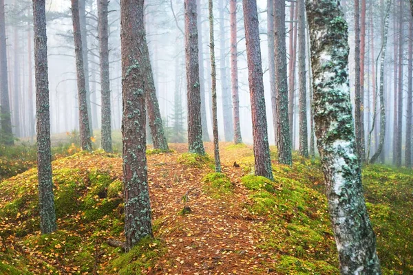 Egy Ösvény Örökzöld Fenyőfákon Egy Fehér Reggeli Ködben Idilli Őszi — Stock Fotó