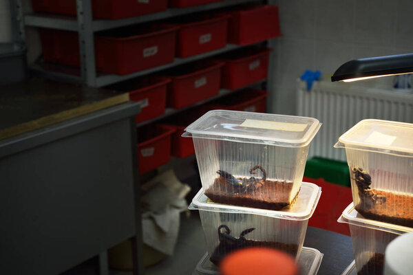 Giant scorpions Heterometrus sp isolated in zoo laboratory, close-up. Zoology, carcinology, research, science, education, environmental conservation theme