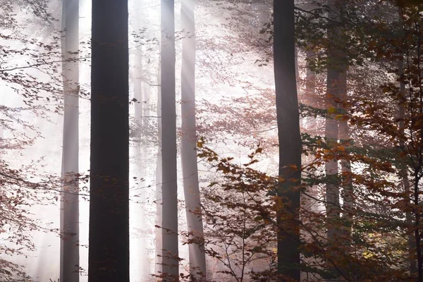 カラフルな赤 オレンジ 黄色のブナの木 クローズアップを流れる太陽の光 森の中で神秘的な朝の霧 暗い妖精の秋の風景 ドイツのハイデルベルク — ストック写真