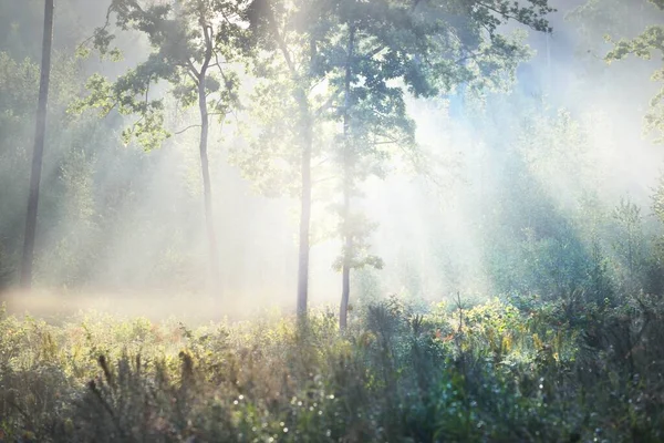 Mysterious Evergreen Forest Sunrise Golden Sunlight Sunbeams Fog Haze Pine — Stock Photo, Image