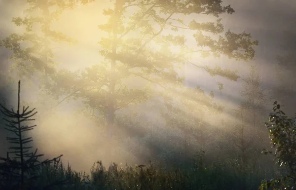 Mysterious Evergreen Forest Sunrise Golden Sunlight Sunbeams Fog Haze Pine — Stock Photo, Image