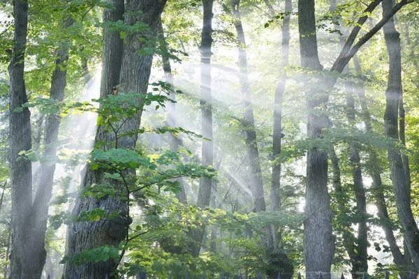 Sun Rays Flowing Tall Green Linden Trees Alley City Park — Stock Photo, Image