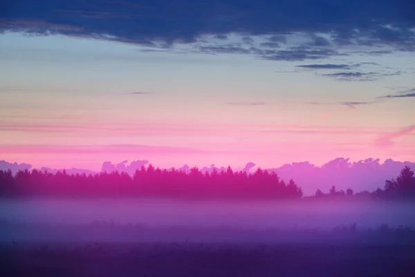 Country Field Fog Sunrise Tree Silhouettes Background Pure Golden Morning — Stock Photo, Image