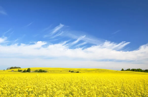 Campo Colza Floreciente Cielo Azul Claro Con Nubes Brillantes Cloudscape —  Fotos de Stock