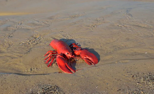 Lagosta Brinquedo Vermelho Uma Praia Areia Close Mar Báltico Letónia — Fotografia de Stock