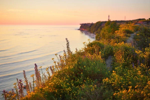 Gün Batımında Baltık Kıyısı Yakınlarındaki Çiçek Açan Çayırın Hava Manzarası — Stok fotoğraf