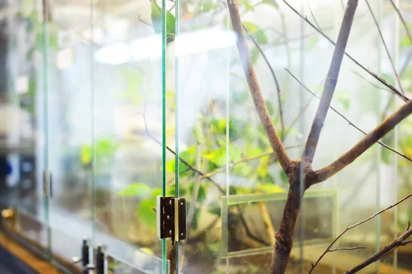 Insectarium Het Dierentuin Laboratorium Terrariumplanken Speciale Uitrusting Close Onderzoek Onderwijs — Stockfoto