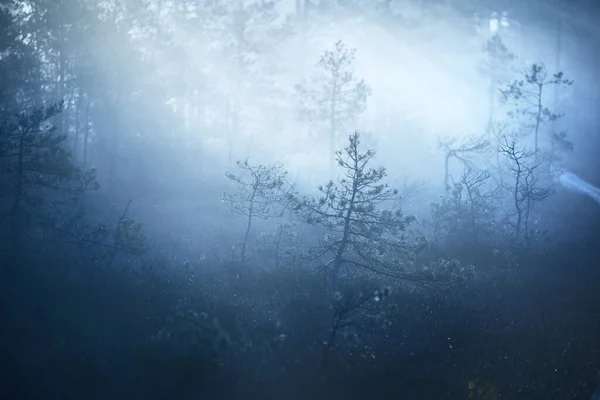 Moor Morgennebel Bei Sonnenaufgang Kiefern Aus Nächster Nähe Klarer Himmel — Stockfoto