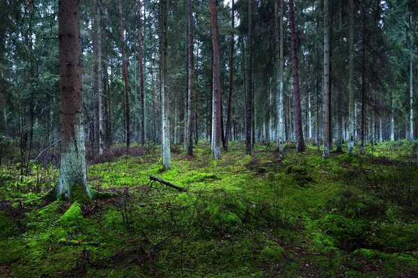 Widok Mglistego Wiecznie Zielonego Lasu Starożytne Wysokie Sosny Pnie Zbliżenie — Zdjęcie stockowe