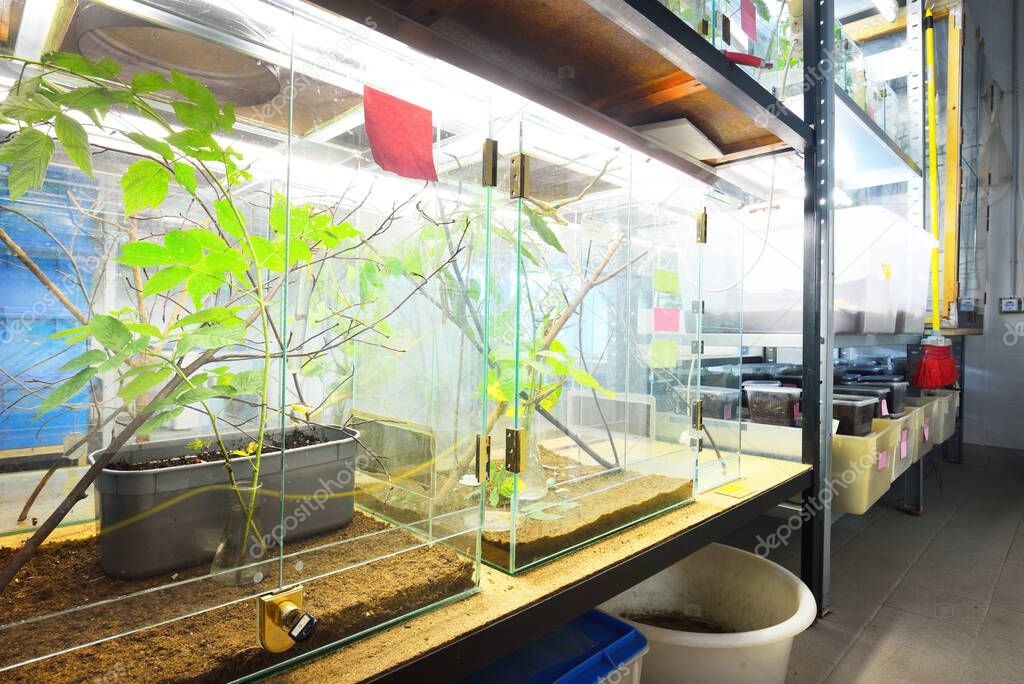 Insectario en el laboratorio del zoológico. Estantes de terrario