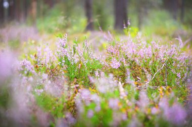 Bitmeyen yeşil ormandaki çiçek açan pembe fundalıkların olduğu orman zeminine yakın plan. Çevre koruma teması. Finlandiya