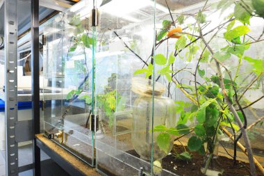 Hayvanat bahçesi laboratuvarındaki böcek yuvası. Teraryum rafları, yakın plan özel ekipmanlar. Araştırma, eğitim, botanik, biyoloji, zooloji, entomoloji, herpetoloji, karsinoloji, çevre koruma teması