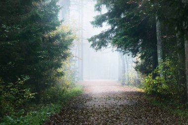 Uzun çam ağaçları arasında boş bir sokak ve sisli bir sabah ormanında köknar ağaçları. Doğal tünel. Huzurlu bir manzara. Letonya Kemeri Ulusal Parkı 'nda Çevre Koruma