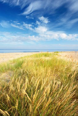 Güneşli bir yaz gününde Baltık Denizi 'nin kumlu kıyısı. Yeşil çimenler ve bitkiler yakın plan. Açık mavi gökyüzü ve sirrus bulutları. Idyllic deniz manzarası. Eğlence teması. Almanya