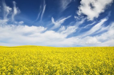 Açan kolza tohumu tarlası. Parlayan bulutlu açık mavi gökyüzü. Bulutlar. Kırsal alan. Tarım, biyoteknoloji, yakıt, gıda endüstrisi, alternatif enerji, çevre koruma. Panoramik görünüm
