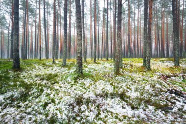 Sisli sonbahar ormanındaki ilk kar. Yeşil çimenler, yerde kırmızı ve turuncu yapraklar, uzun yosunlu çam ağaçlarının gövdeleri. Finlandiya