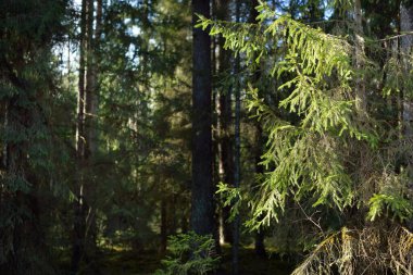 Eski bir yosunlu ladin yakın plan. Kozalaklı bir ormanda ağaç gövdelerinden güneş ışınları geçiyor. Yerdeki gölgeler. Baharın başında. Finlandiya