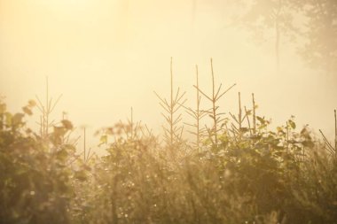 Güneşin doğuşunda esrarengiz yeşil orman. Altın güneş ışığı, güneş ışığı, sis, sis. Çam ve köknar ağaçları yakın plan. Ağaç gövdelerinden akan ışık. Resimli bir manzara var. Idyllic manzara. Saf doğa.