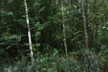 Yeşil yaprak döken bir ormanda huş ağaçları, yakın plan ağaç gövdeleri. - Letonya. Karanlık sonbahar sahnesi. Atmosferik manzara. Ormancılık, mevsimler, ekoloji, çevre koruma teması