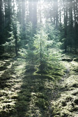 Eski bir yosunlu ladin yakın plan. Kozalaklı bir ormanda ağaç gövdelerinden güneş ışınları geçiyor. Yerdeki gölgeler. Baharın başında. Finlandiya