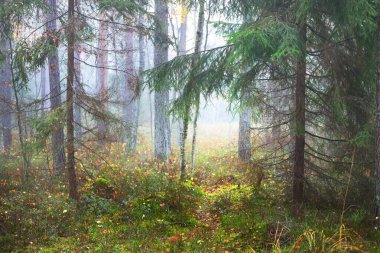 Karışık bir kozalaklı ormanda sabah sisi. Yosunlu tepelerde çam ve köknar ağaçları. Gizemli sonbahar manzarası. Ağaç gövdelerinden akan güneş ışığı. Kemeri Milli Parkı, Letonya