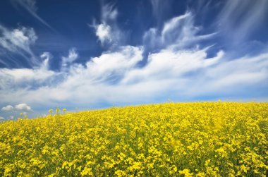 Açan kolza tohumu tarlası. Parlayan bulutlu açık mavi gökyüzü. Bulutlar. Kırsal alan. Tarım, biyoteknoloji, yakıt, gıda endüstrisi, alternatif enerji, çevre koruma. Panoramik görünüm