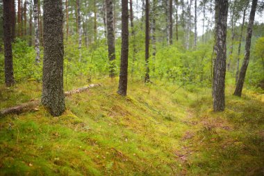 Bataklık ormanı, yosun, eğrelti otu, bitkiler. Eski yeşil ağaçlar, huş ağaçları, ağaç kütükleri. Sakin sonbahar manzarası. Ekoloji, ekosistemler, çevre koruma teması