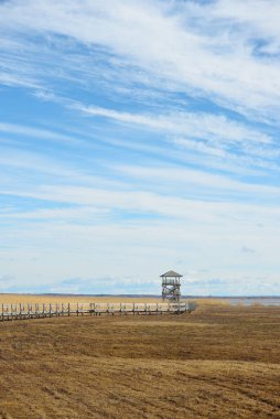 Hollanda 'nın güneşli bir bahar gününde, göldeki kuş izleme kulesine giden ahşap bir patika. Sığ su. Açık mavi gökyüzü ve sirrus bulutları. Çevre koruma teması