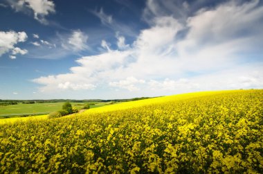 Açan kolza tohumu tarlası. Parlayan bulutlu açık mavi gökyüzü. Bulutlar. Kırsal alan. Tarım, biyoteknoloji, yakıt, gıda endüstrisi, alternatif enerji, çevre koruma. Panoramik görünüm