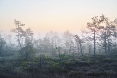 Gün doğumunda sisli bir bataklıkta. Genç çam ağaçları ve çiçek açan orman zeminleri. Gökyüzü açık. Idyllic manzara. Fantezi, masal kavramları. Letonya 'da Çevre Koruma