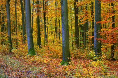 Renkli kayın ağaçları, ağaç gövdeleri, yakın plan. Idyllic sonbahar manzarası. Yeşil, kırmızı, turuncu ve sarı yapraklar. Doğal desen. Çevre koruma teması. Heidelberg, Almanya