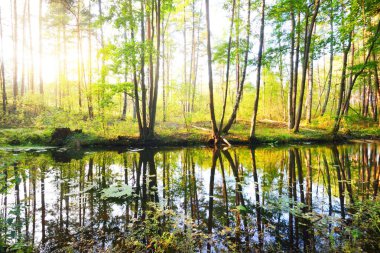 Gün batımında yeşil yaprak döken bir ormanda kunduz barajı olan nehir, yakın ağaçlar, sıcak güneş ışığı. Sudaki simetri yansımaları, doğal ayna. Huzurlu bir manzara. Çevre koruma teması