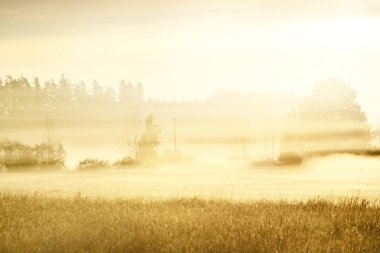 Altın kır arazisi ve yaprak döken orman güneş doğarken sabah sisi bulutları altında. Arka planda ağaç siluetleri var. Ilık güneş ışığı. Idyllic kırsal alanı