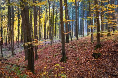 Renkli kayın ağaçları, ağaç gövdeleri. Idyllic sonbahar manzarası. Yeşil, turuncu ve sarı yapraklar. Arka planda gizemli mavi ışık. Heidelberg, Almanya 'da Çevre Koruma