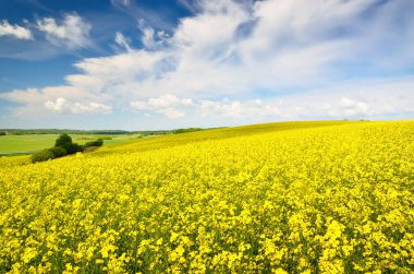 Açan kolza tohumu tarlası. Parlayan bulutlu açık mavi gökyüzü. Bulutlar. Kırsal alan. Tarım, biyoteknoloji, yakıt, gıda endüstrisi, alternatif enerji, çevre koruma. Panoramik görünüm