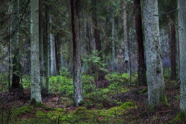 Puslu yeşil ormanın manzarası, eski çam ağaçlarının gövdeleri. Yerde yosun var. Karanlık manzara. Estonya