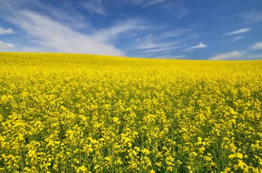 Açan kolza tohumu tarlası. Parlayan bulutlu açık mavi gökyüzü. Bulutlar. Kırsal alan. Tarım, biyoteknoloji, yakıt, gıda endüstrisi, alternatif enerji, çevre koruma. Panoramik görünüm