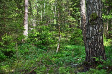 Antik yosunsu ağaç gövdeleri ve yeşil eğrelti otu yaprakları, yakın plan. Ruhnu Adası, Estonya. Gizemli manzara. Seyahat yerleri, çevresel koruma