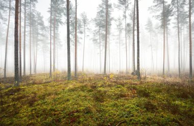 Sisli sonbahar ormanının panoramik manzarası. Yeşil çimenler, yerde kırmızı ve turuncu yapraklar, çalılar, bitkiler, uzun yosunlu çam ağaçlarının gövdeleri. Finlandiya 'da çevre koruma