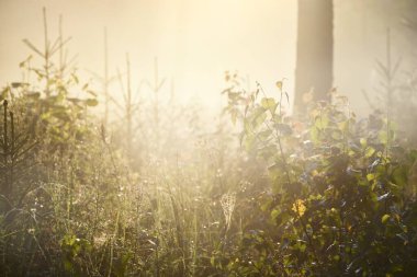 Güneşin doğuşunda esrarengiz yeşil orman. Altın güneş ışığı, güneş ışığı, sis, sis. Çam ve köknar ağaçları yakın plan. Ağaç gövdelerinden akan ışık. Resimli bir manzara var. Idyllic manzara. Saf doğa.