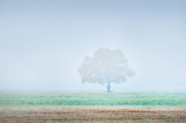 Yalnız meşe ağacını yakından çek. Sabah sisli bir kır tarlası. Sonbahar manzarası, huzurlu kırsal manzara. Letonya