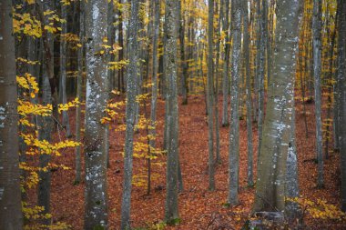 Altın yosunlu kayın ağaçları yakın plan. Karanlık gizemli orman. Peri sonbahar manzarası. Şortun içinden saf güneş ışığı geçiyor. Heidelberg, Almanya