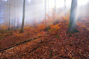 Yosunlu tepedeki renkli kayın ağaçları, yakın çekim kütükleri. Kırmızı ve turuncu yapraklardan oluşan orman tabanı. Karanlık sonbahar manzarası. Ağaç gövdelerinde saf güneş ışığı. Heidelberg, Almanya
